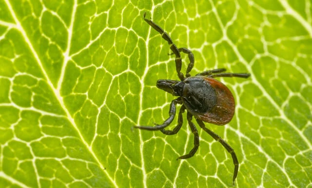 Proočkovanost na klíšťovou encefalitidu vzrostla o&nbsp;20%