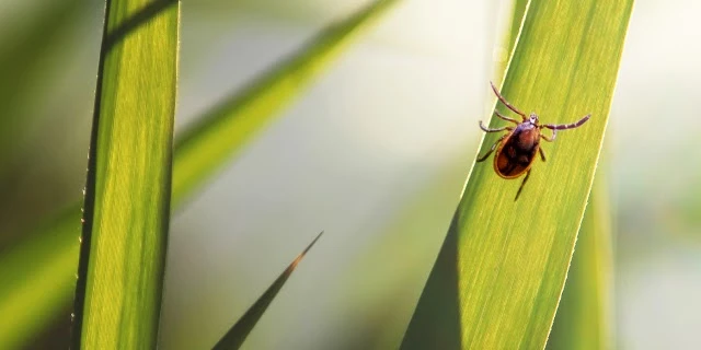 Proč nestačí jen repelent: Kompletní prevence proti klíšťatům